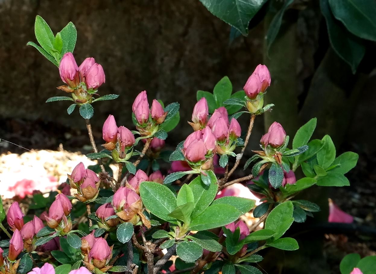 Изображение особи род Rhododendron.