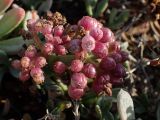 Crithmum maritimum