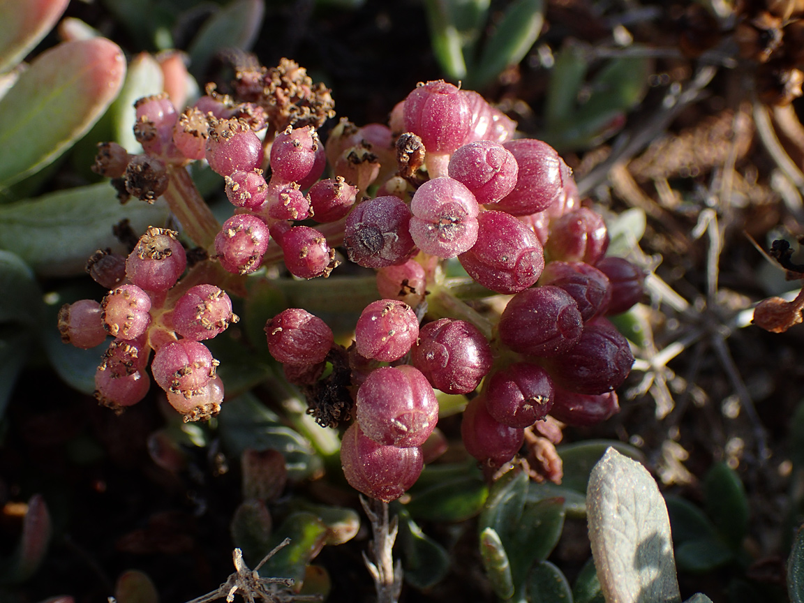 Изображение особи Crithmum maritimum.