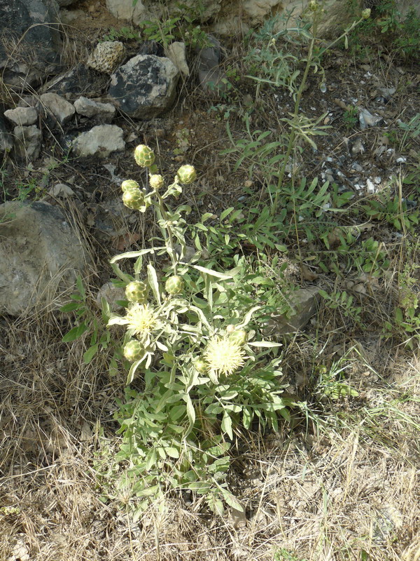 Image of Centaurea salonitana specimen.