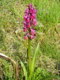 Dactylorhiza romana subspecies georgica