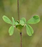 Trifolium clypeatum. Часть побега. Республика Кипр, мыс Акама, лес Акама (Ακρωτήριο Ακάμας, Δάσος του Ακάμα), 350 м н.у.м., поляна среди сосновых деревьев. 27.04.2019.