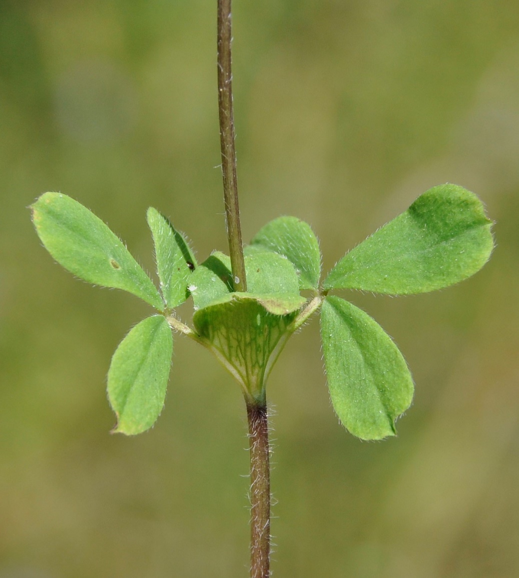Image of Trifolium clypeatum specimen.