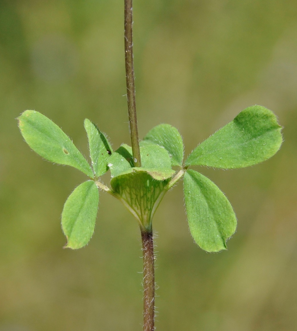 Изображение особи Trifolium clypeatum.