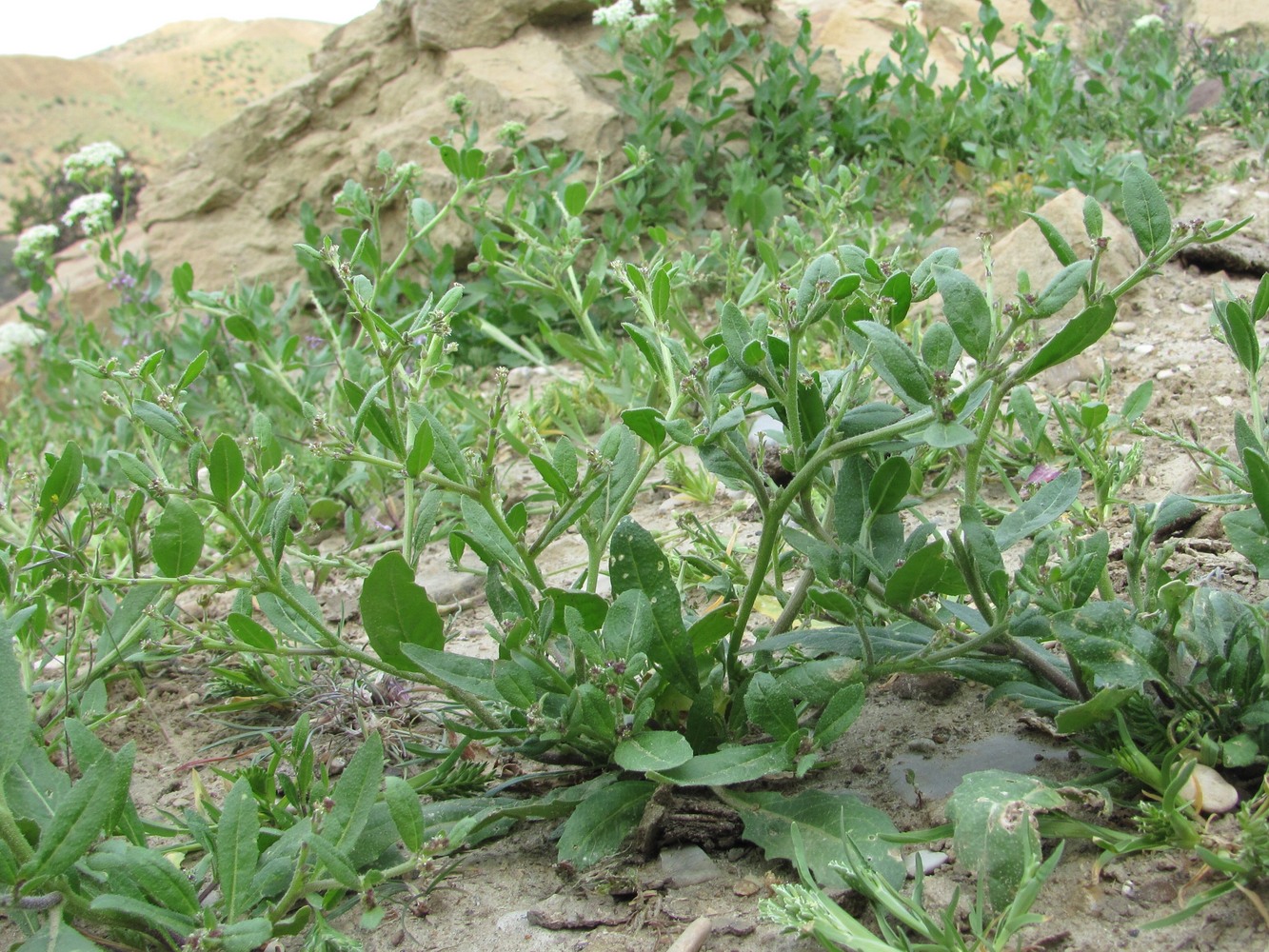 Image of Euclidium syriacum specimen.