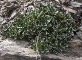 Saxifraga cartilaginea. Вегетирующее растение. Респ. Дагестан, Тляратинский р-н, окр. с. Салда, ≈ 1800 м, скала. 03.05.2019.