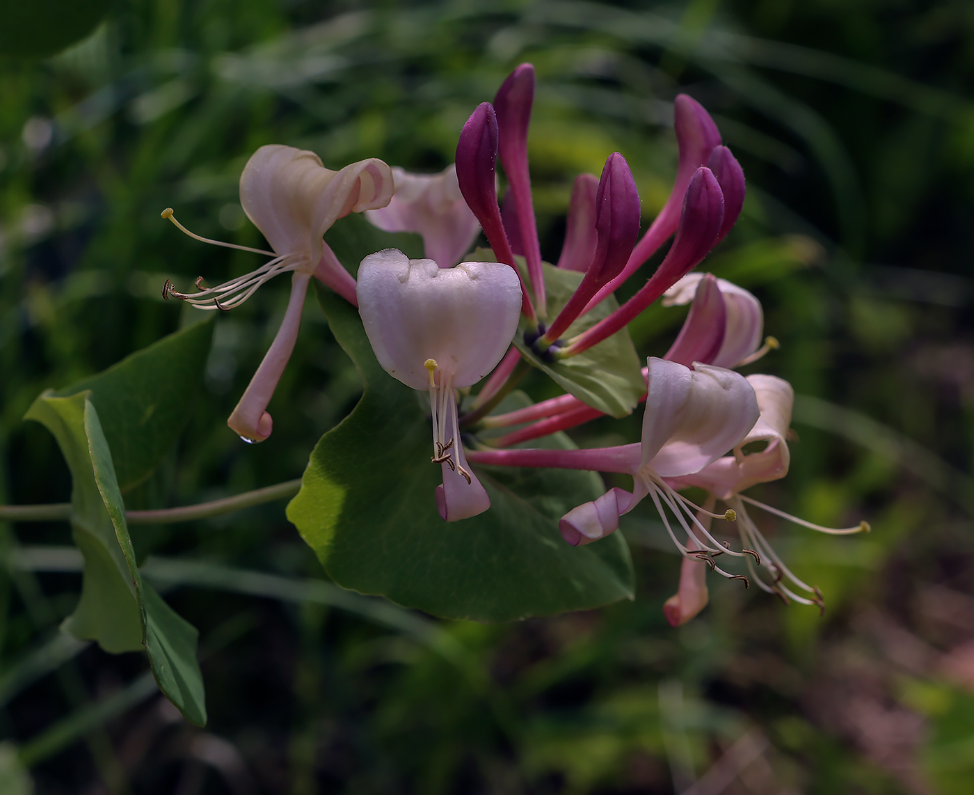 Изображение особи Lonicera caprifolium.