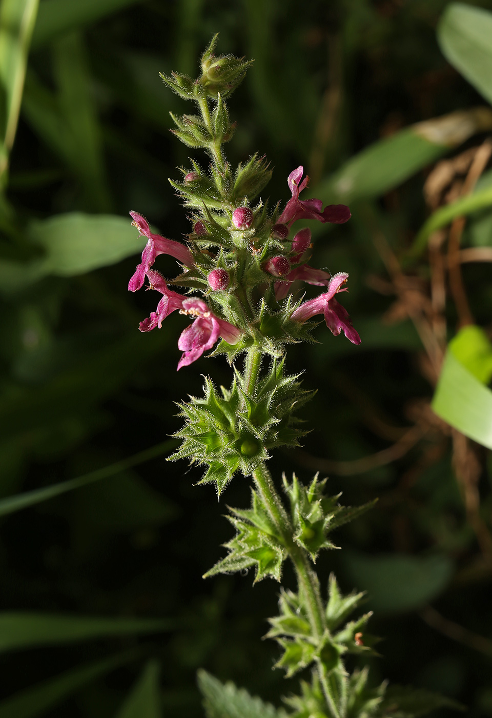 Image of Stachys sylvatica specimen.