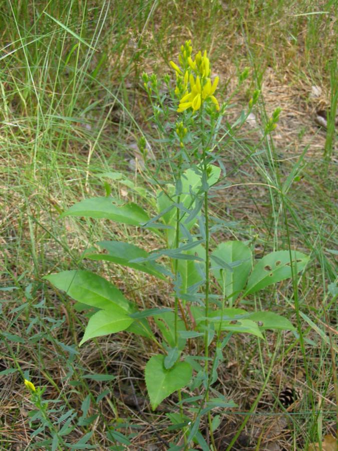 Изображение особи Genista tinctoria.