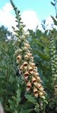 Digitalis schischkinii