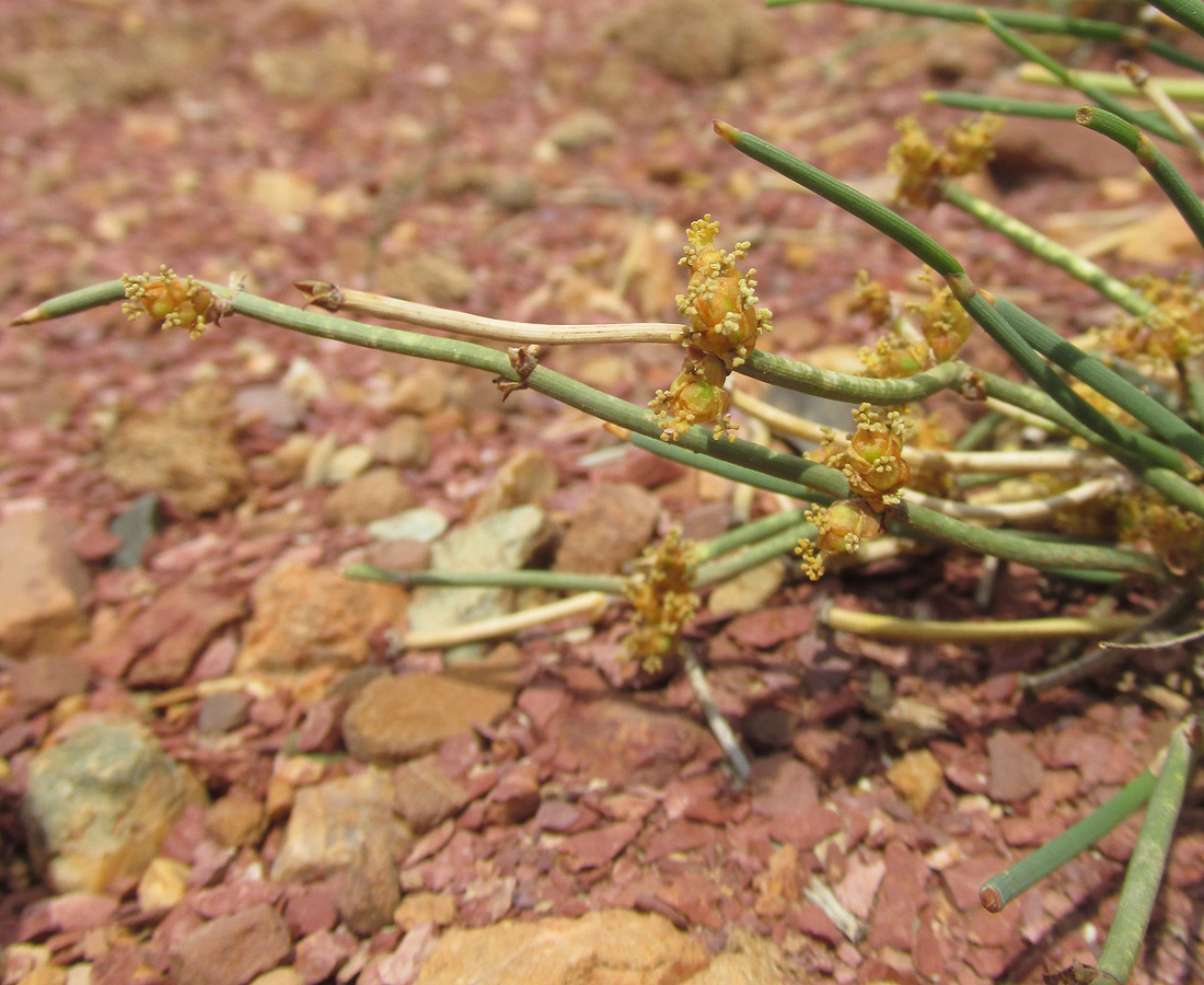 Изображение особи Ephedra dahurica.