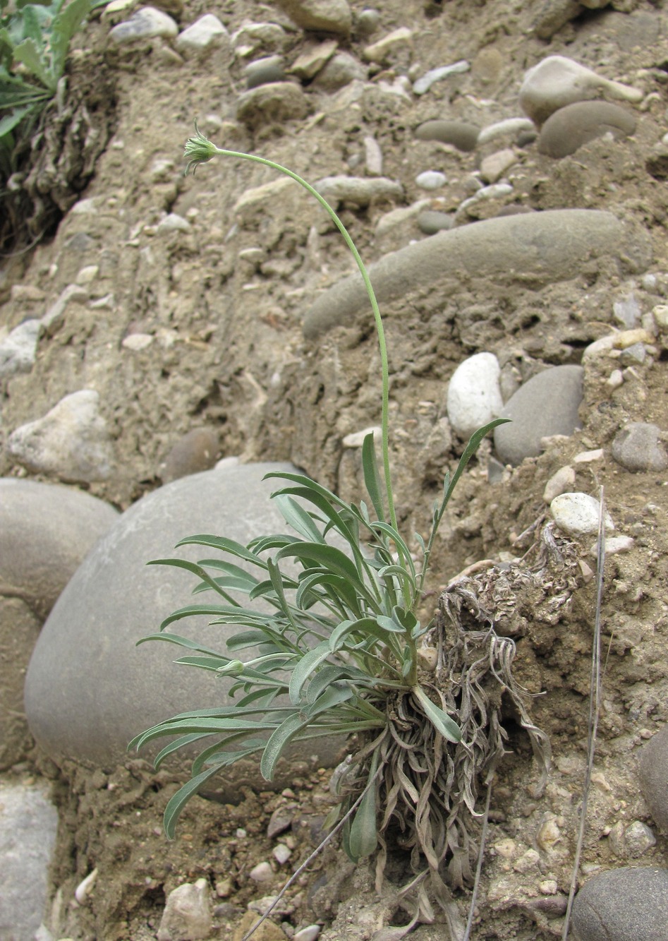 Image of Lomelosia gumbetica specimen.
