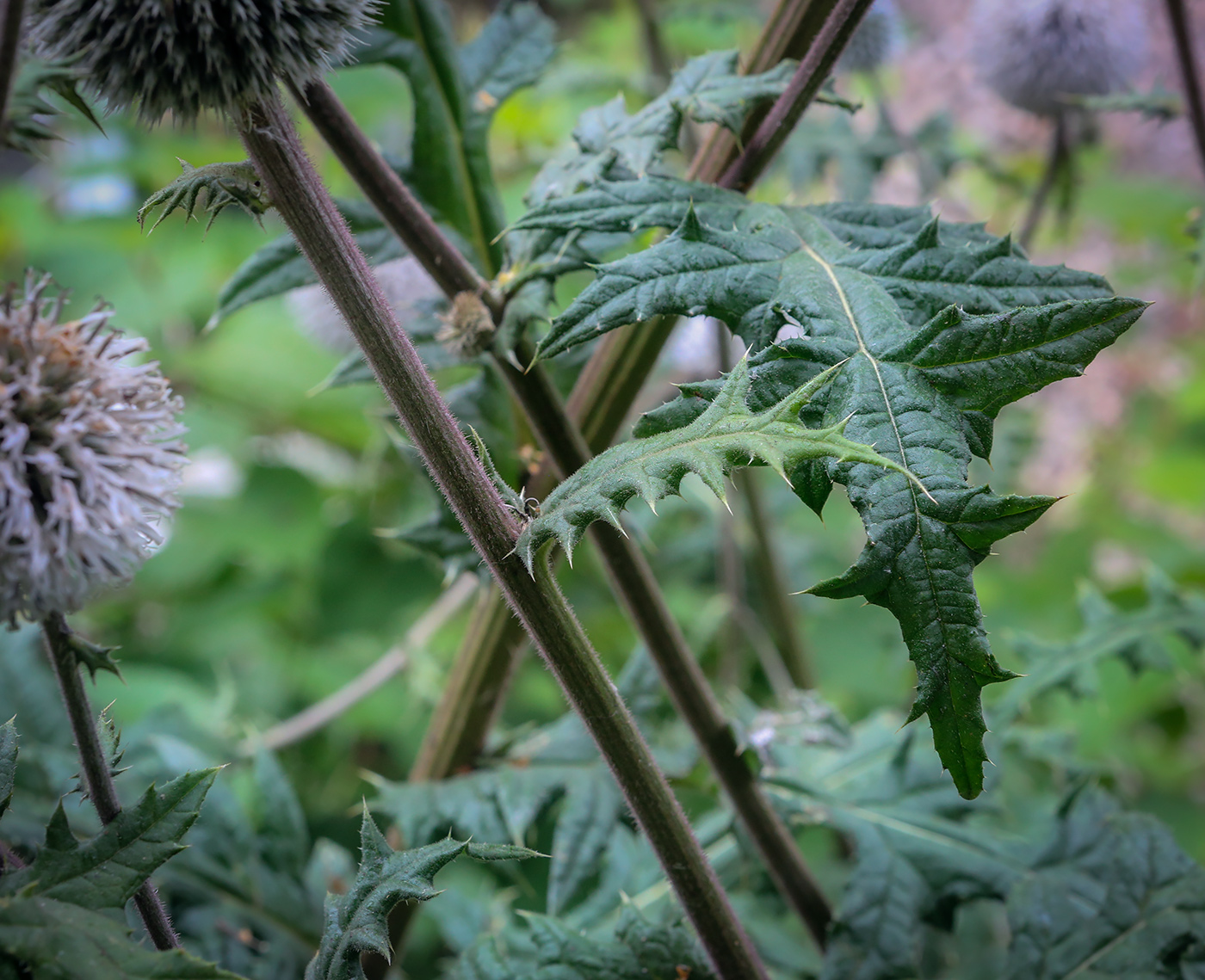 Изображение особи Echinops sphaerocephalus.