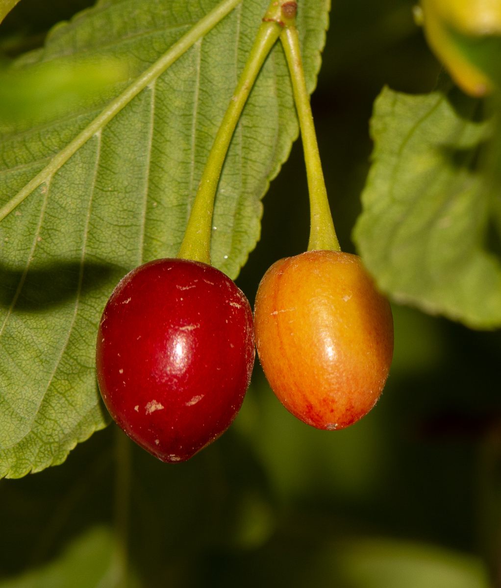 Изображение особи Prunus campanulata.