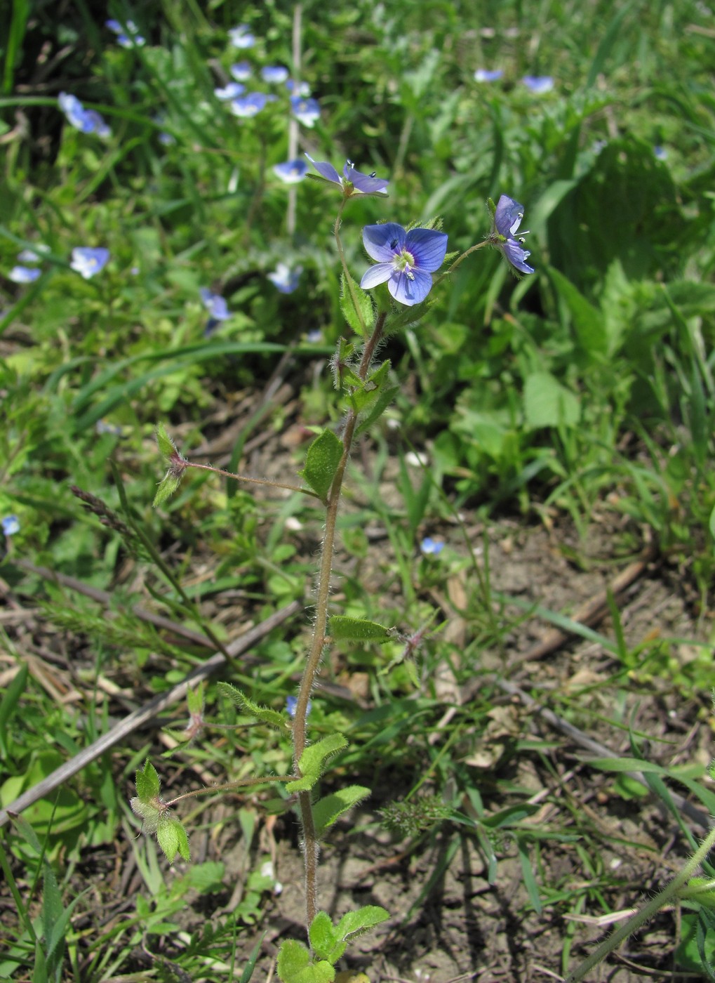 Image of Veronica ceratocarpa specimen.