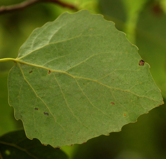 Image of Populus davidiana specimen.