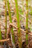 Dryopteris expansa. Нижняя часть рахиса молодой вайи. Мурманская обл., Кольский р-н, долина р. Западная Лица ниже автодороги А138 Мурманск — Печенга, 4-й падун, осиново-берёзовый лес на склоне к реке. 07.06.2019.