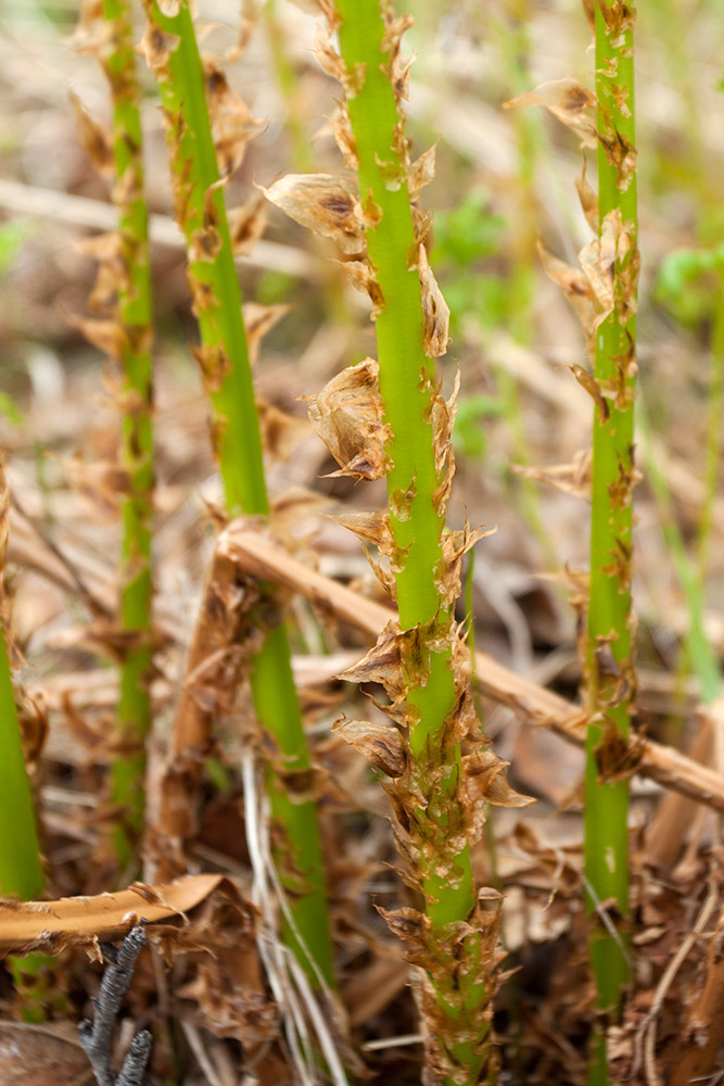 Image of Dryopteris expansa specimen.