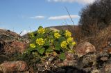 Scrophularia chrysantha