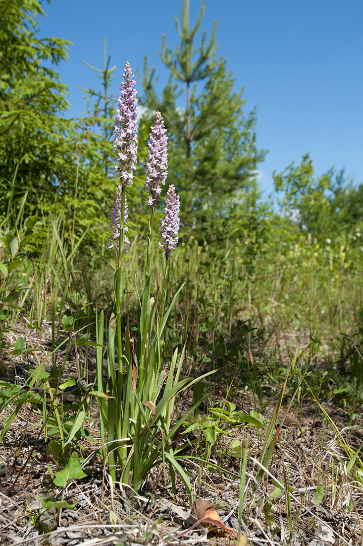 Изображение особи Gymnadenia conopsea.