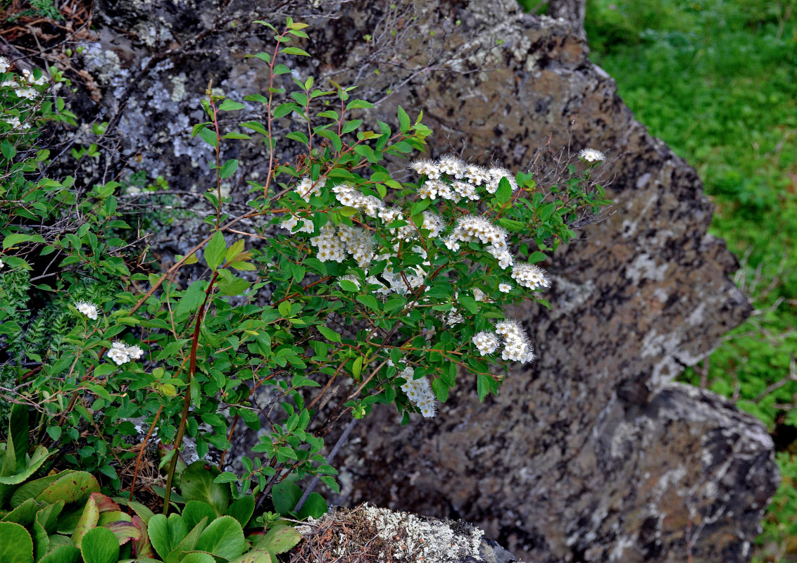 Image of Spiraea chamaedryfolia specimen.