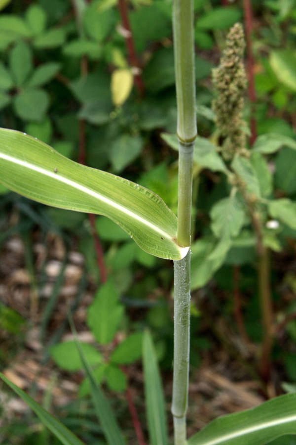 Image of Sorghum halepense specimen.