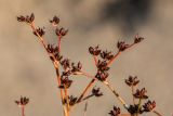 Juncus articulatus