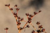 Juncus articulatus. Соплодия. Ростовская обл., Азовский р-н, окр. пос. Беловодье, пески. 02.08.2015.