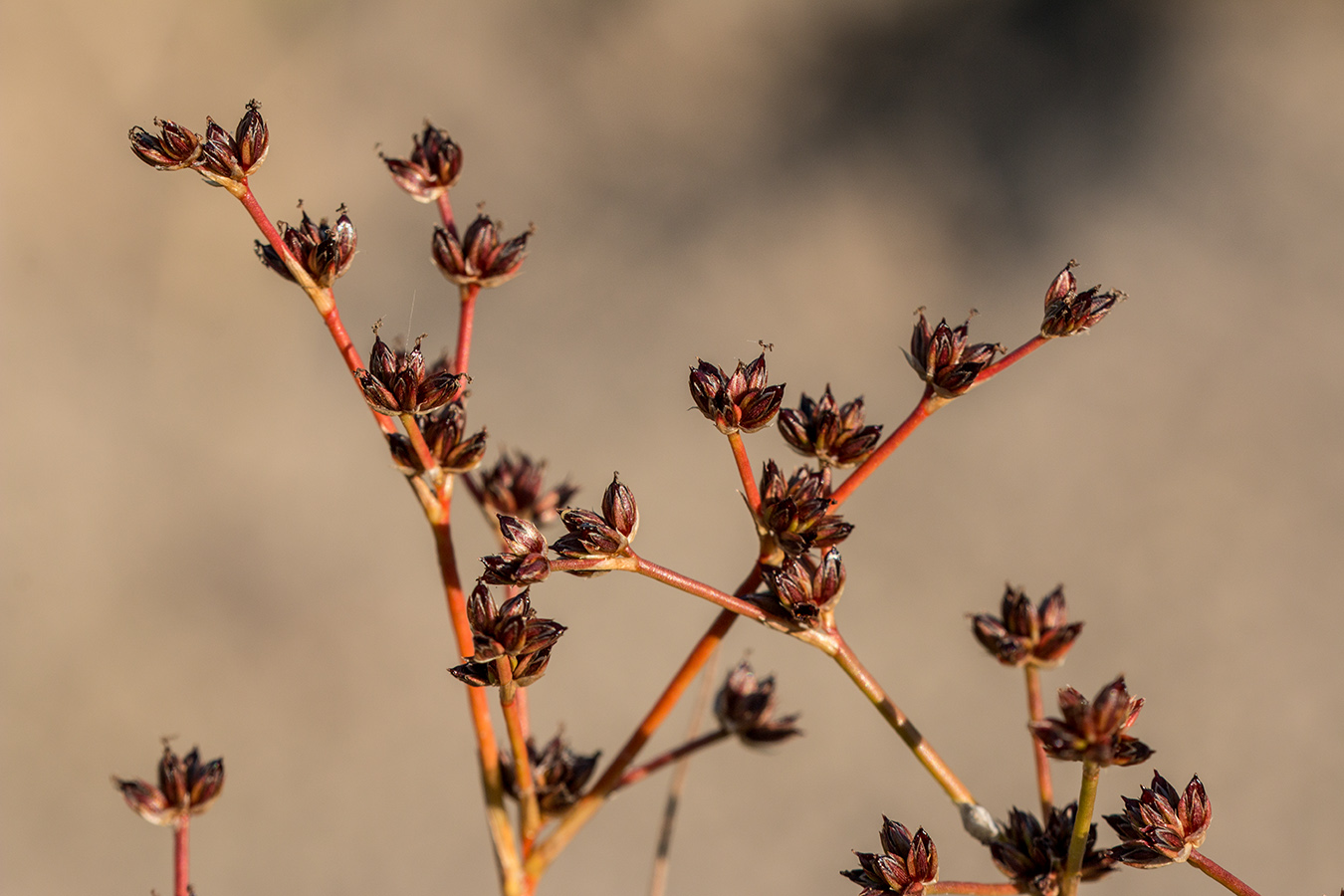 Изображение особи Juncus articulatus.