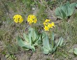 Ligularia alpigena