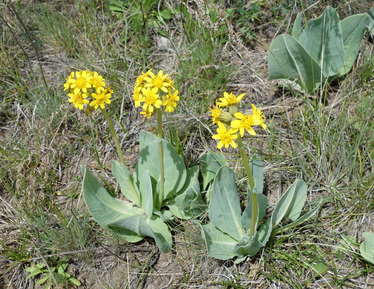 Изображение особи Ligularia alpigena.