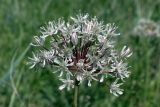 Allium tulipifolium