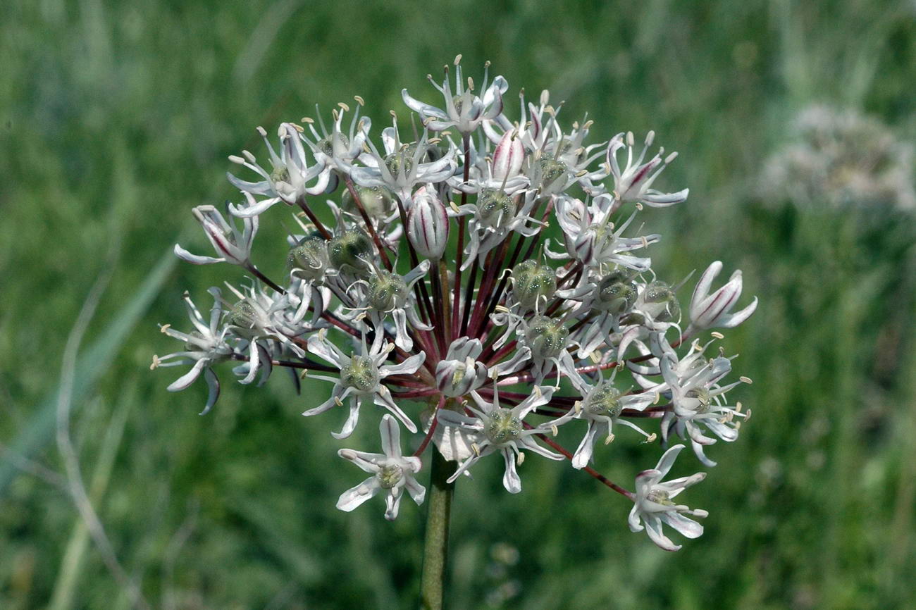 Image of Allium tulipifolium specimen.