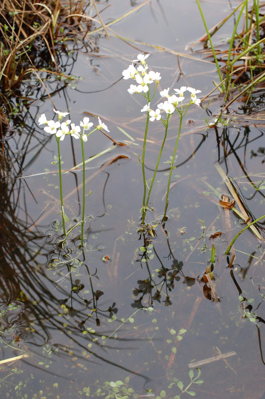 Image of Cardamine blaisdellii specimen.