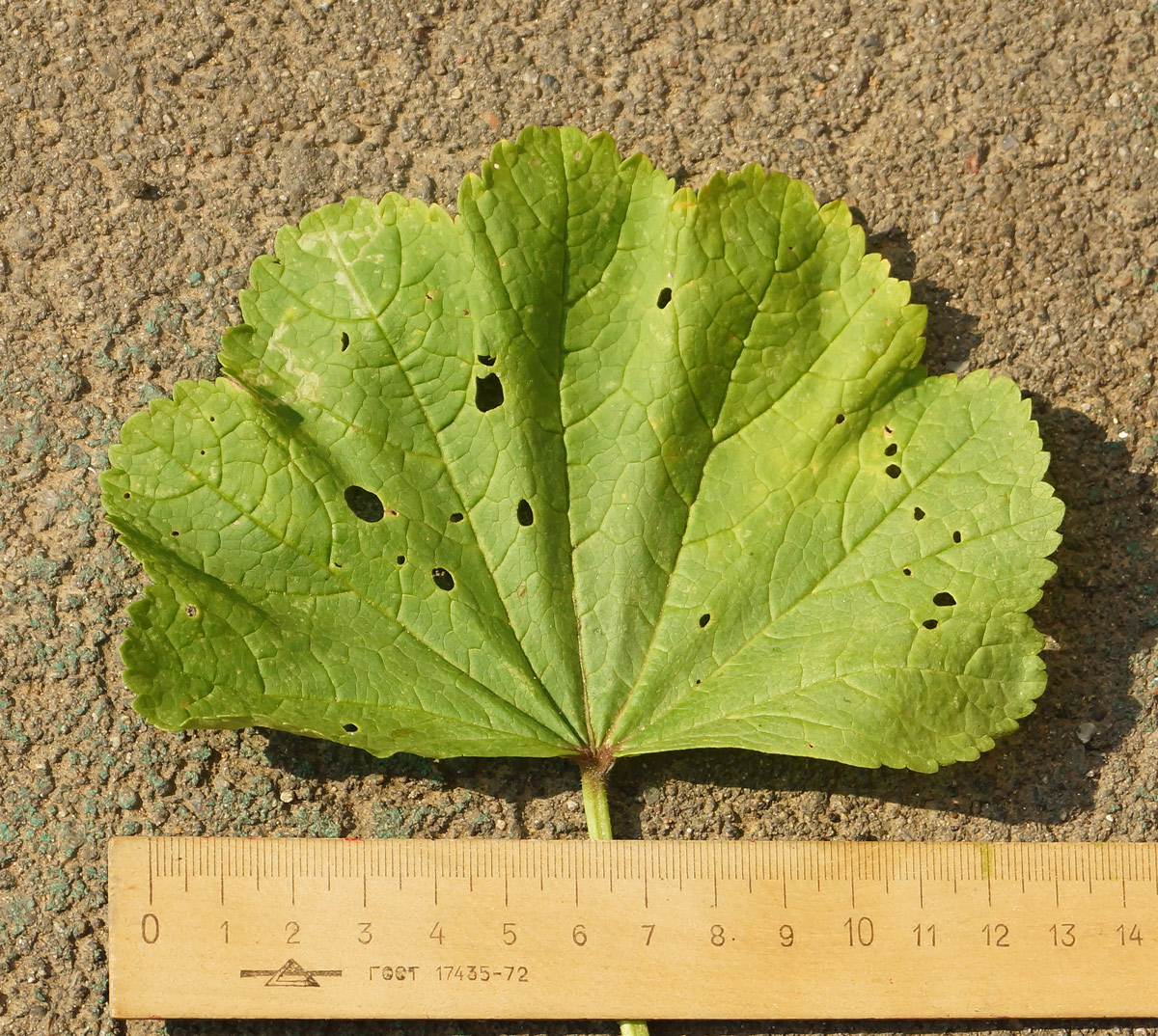 Image of Malva mauritiana specimen.