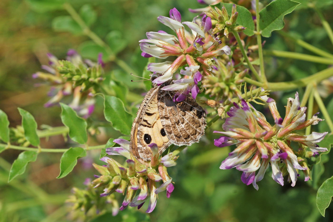 Изображение особи Glycyrrhiza uralensis.