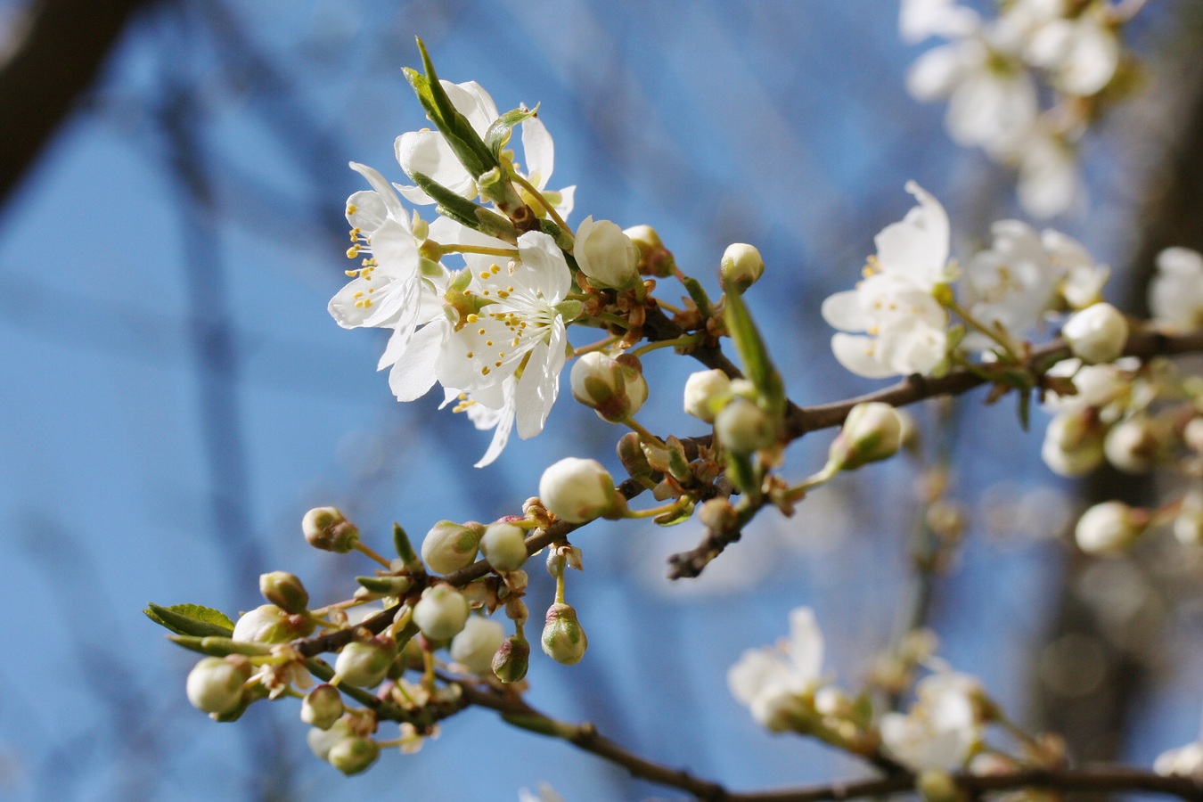 Изображение особи Prunus domestica.