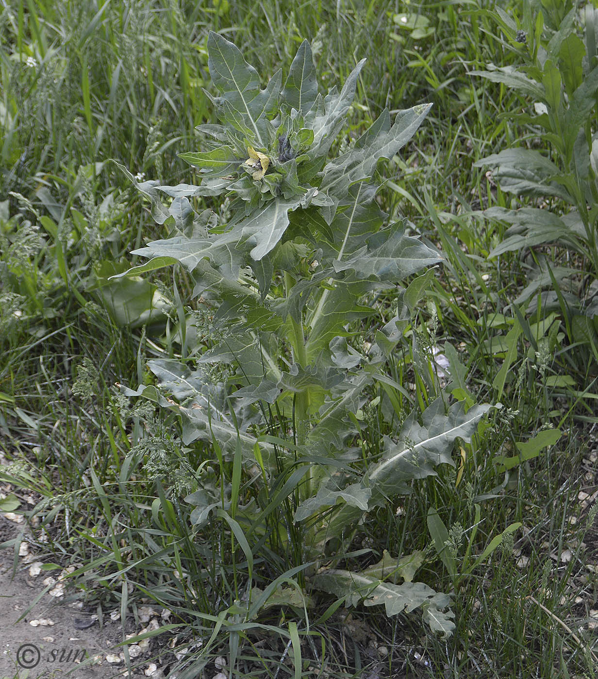 Изображение особи Hyoscyamus niger.