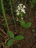 Menyanthes trifoliata. Цветущее и вегетирующие растения на низинном болоте (совместно с Equisetum fluviatile). Томск, дол. р. Хромовка. 21.05.2020.