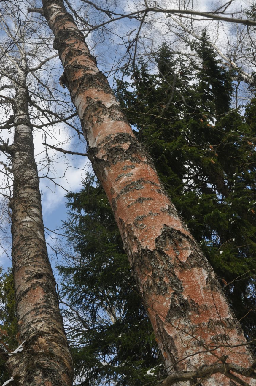 Image of genus Betula specimen.