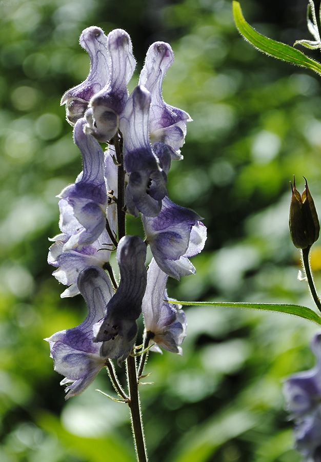 Изображение особи Aconitum leucostomum.