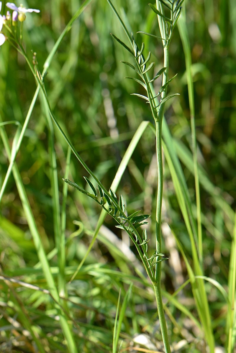 Image of Cardamine pratensis specimen.