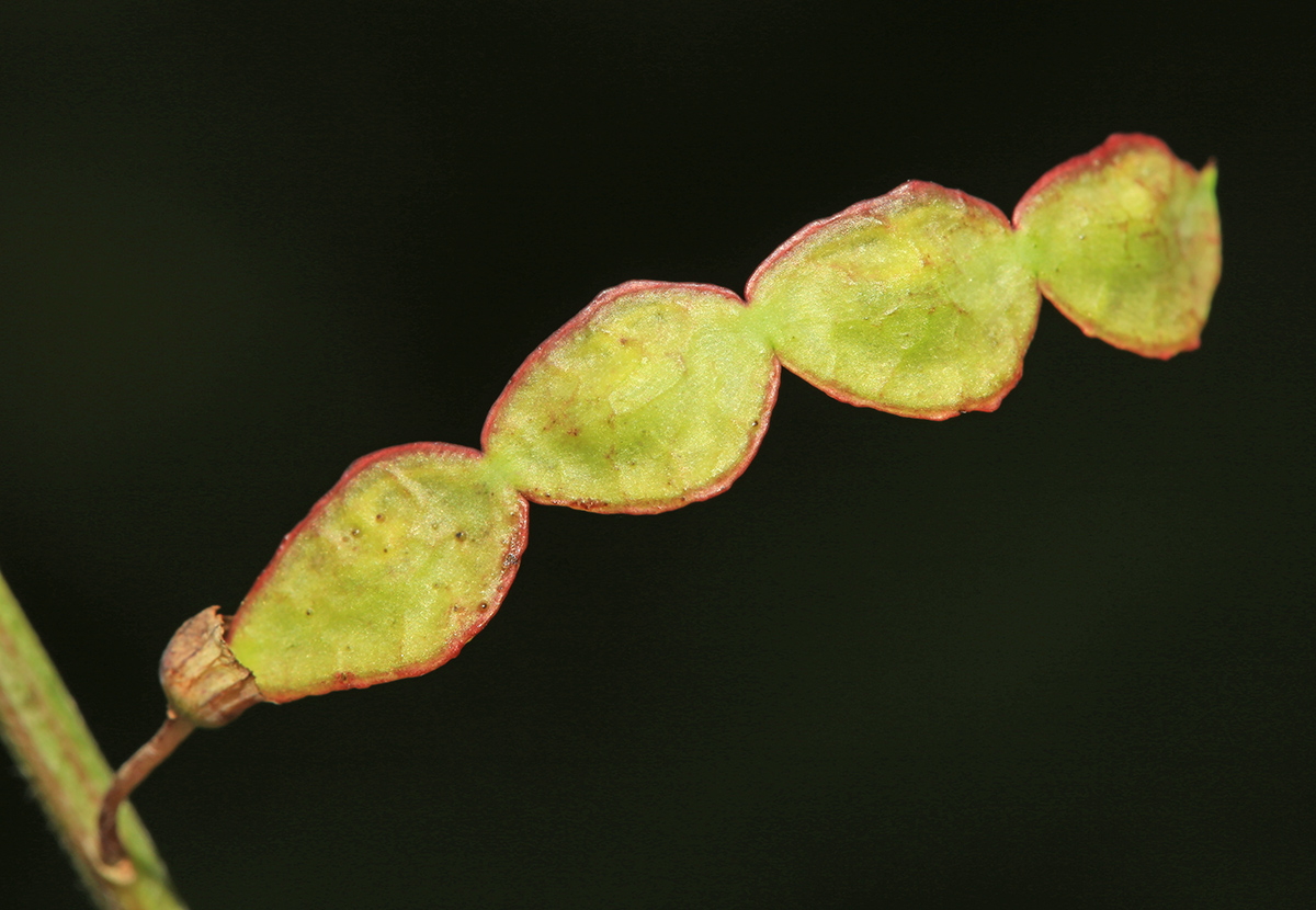 Image of Hedysarum ussuriense specimen.