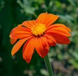 Tithonia rotundifolia