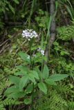 Cardamine macrophylla