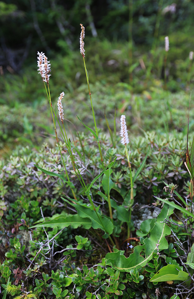 Image of Bistorta elliptica specimen.