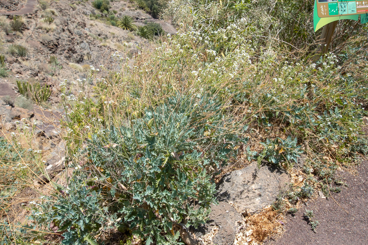 Image of Crambe sventenii specimen.