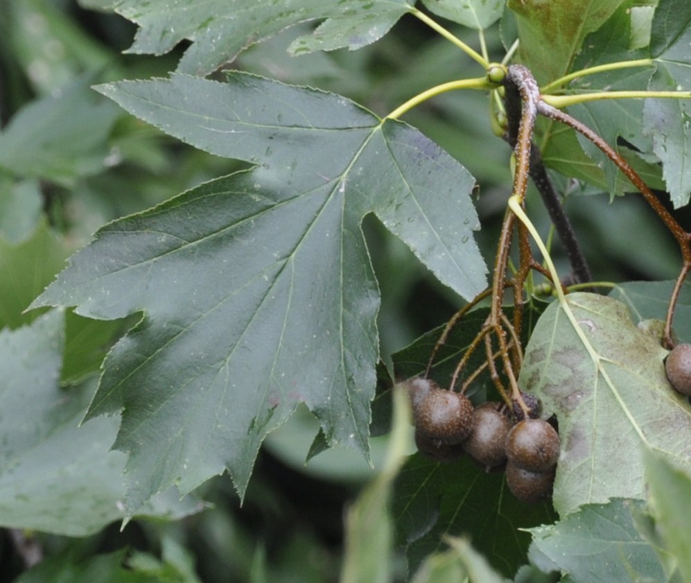 Image of Sorbus torminalis specimen.