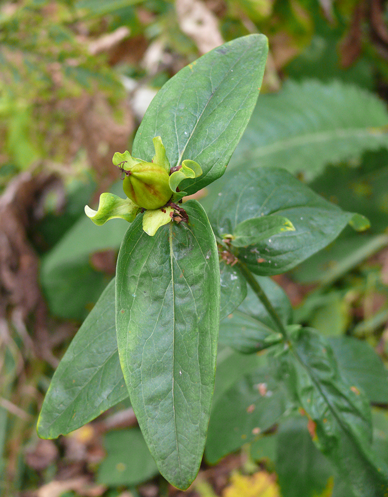 Изображение особи Hypericum ascyron.