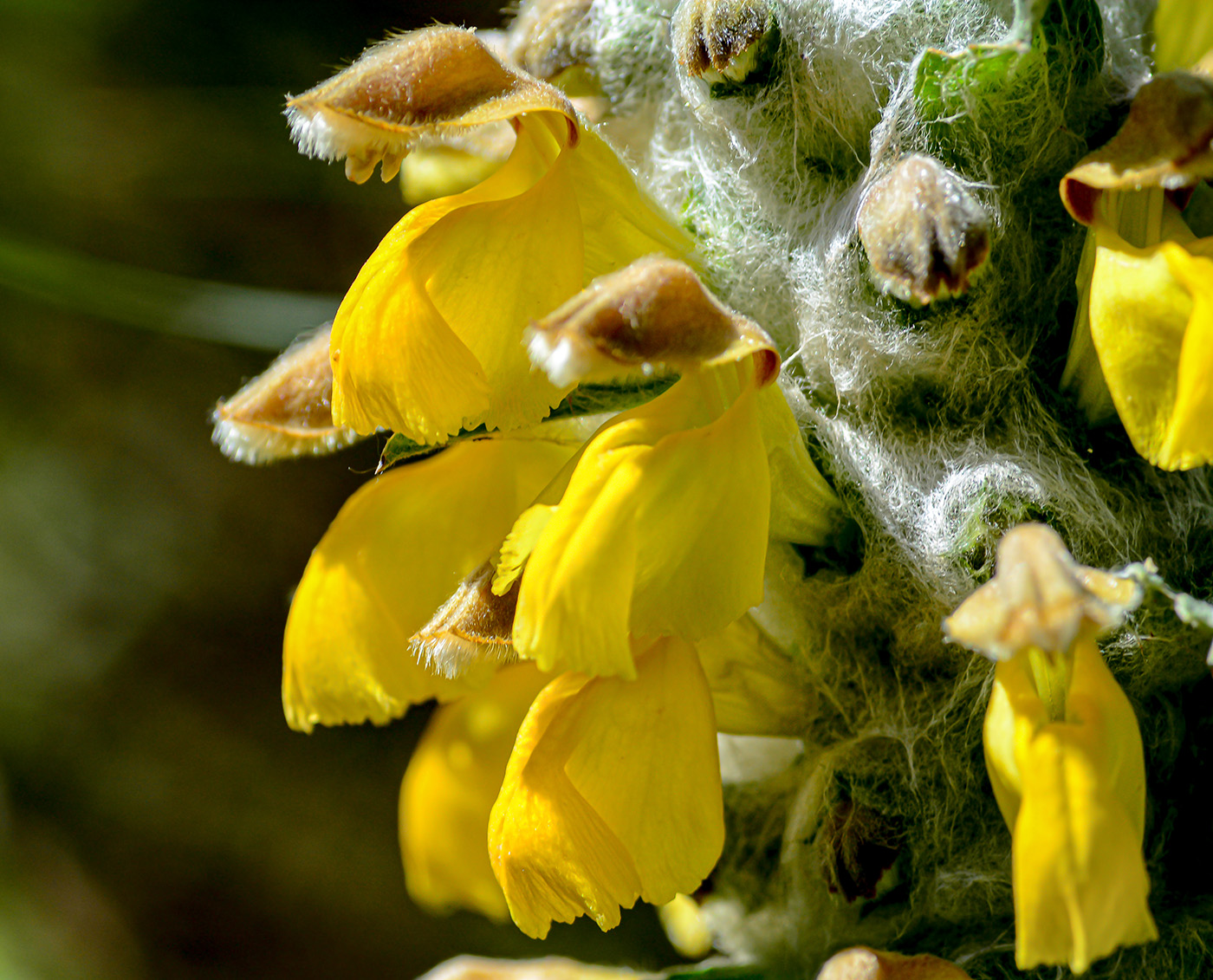 Image of Phlomoides speciosa specimen.